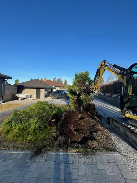 Gravemaskin tar opp en gammel busk med rota