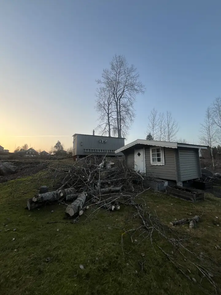 Bjørkene er felt, stokker og kvister ligger ved boden