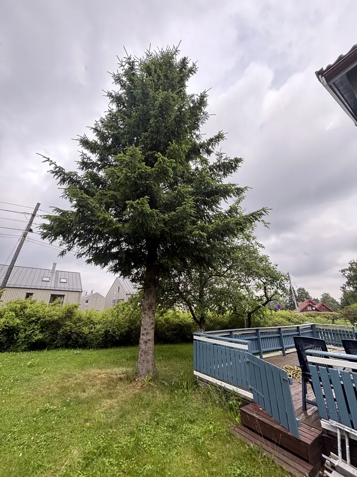 Høyt tre i en hage ved en terrasse
