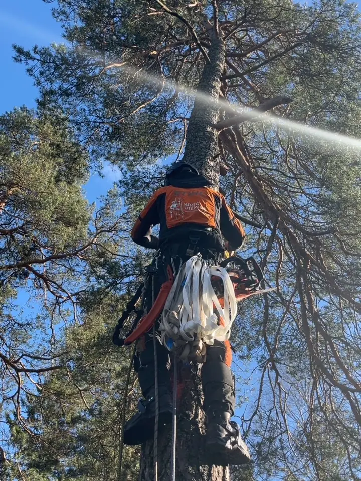 Klatrer høyt oppe i et tre