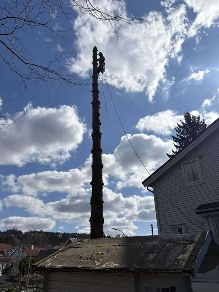 Høy stamme uten greiner, tett ved et hus