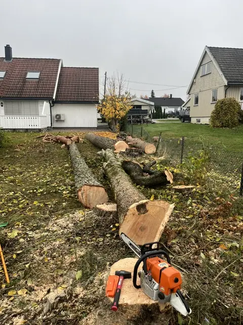 Felt tre kappet i stokker, med motorsagen ved siden av